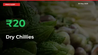 19.76% Spike in Dry Chillies Prices – Mandi Sees Sudden Rally