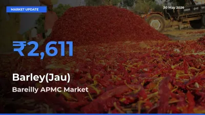 Bareilly APMC Emerges as Top Mandi for Barley(Jau) Prices Today