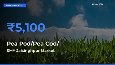 SMY Jaisinghpur Records Highest ₹5,100 Rate for Pea Pod/Pea Cod/हरी मटर