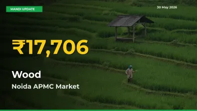 Fresh Record! Wood Price Climbs to New High in Noida APMC