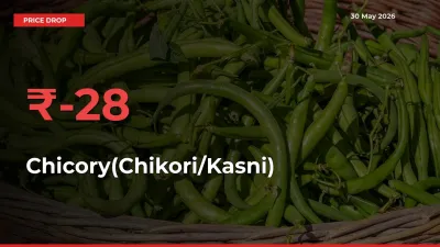 Farmers Alert as Chicory(Chikori/Kasni) Prices Slide 27.67% in Local Mandis