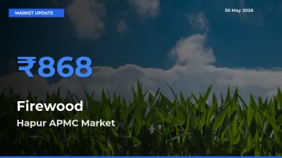 Market Watch: Hapur APMC Becomes Top Mandi for Firewood