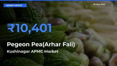 Kushinagar APMC Offers ₹10,401 – Highest Pegeon Pea(Arhar Fali) Rate Today