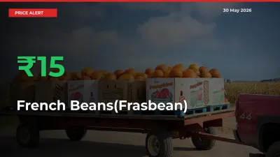 French Beans(Frasbean) Prices Rise 15.36% in a Day at Major Mandis