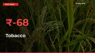 Tobacco Falls 68.18% at Mandis