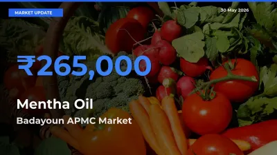 Farmers Prefer Badayoun APMC as Mentha Oil Hits Highest Rate
