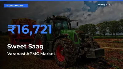 Top Performer! Varanasi APMC Offers Best Sweet Saag Price Today