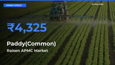 Raisen APMC Emerges as Top Mandi for Paddy(Common) Prices Today