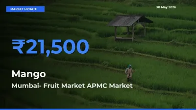 Market Watch: Mumbai- Fruit Market APMC Becomes Top Mandi for Mango