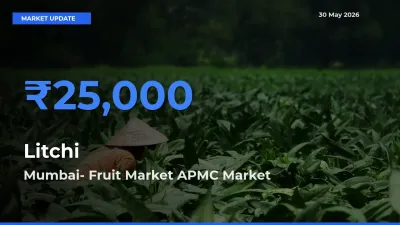 Mumbai- Fruit Market APMC Emerges as Top Mandi for Litchi Prices Today