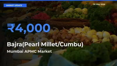 Farmers Prefer Mumbai APMC as Bajra(Pearl Millet/Cumbu) Hits Highest Rate