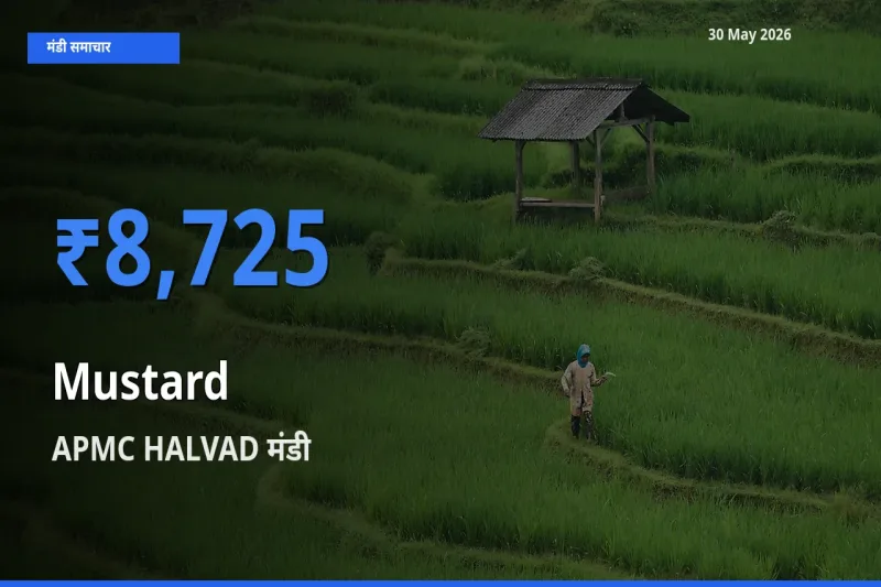 आज का मंडी भाव: सरसों के सबसे ज़्यादा दाम APMC HALVAD में