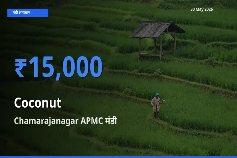 30 May अपडेट: नारियल के सबसे ऊँचे दाम Chamarajanagar APMC मंडी में