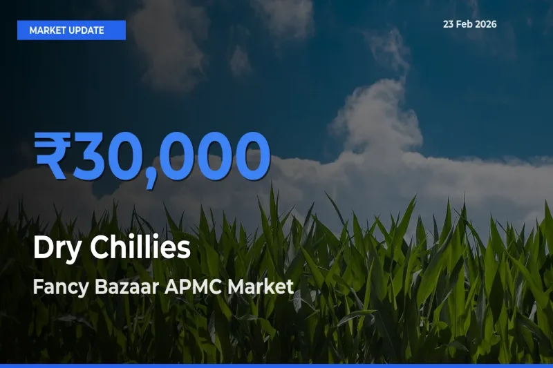 Fancy Bazaar APMC Tops Dry Chillies Mandi Rates Today