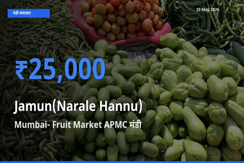 आज जामुन (नाराले हन्नू) के सबसे ऊँचे दाम ₹25,000 Mumbai- Fruit Market APMC मंडी में