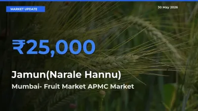 Jamun(Narale Hannu) Mandi Rate Today: Mumbai- Fruit Market APMC Tops the List