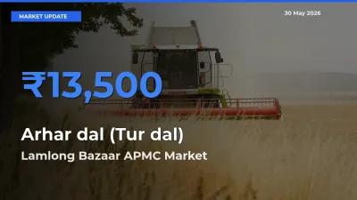 Lamlong Bazaar APMC Offers ₹13,500 – Highest Arhar dal (Tur dal) Rate Today