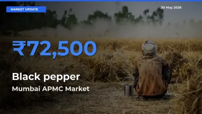 Farmers Prefer Mumbai APMC as Black pepper Hits Highest Rate