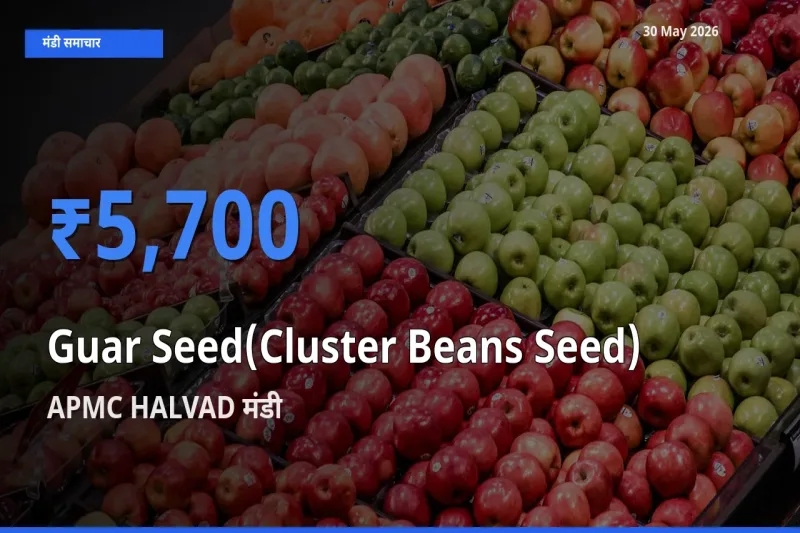 आज ग्वार बीज के सबसे ज़्यादा दाम APMC HALVAD मंडी में दर्ज