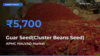 Farmers Prefer APMC HALVAD as Guar Seed(Cluster Beans Seed) Hits Highest Rate