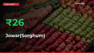 Sudden 26.08% Rally in Jowar(Sorghum) Prices Across Mandis