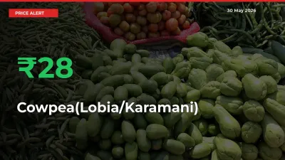 28.19% Spike in Cowpea(Lobia/Karamani) Prices – Mandi Sees Sudden Rally