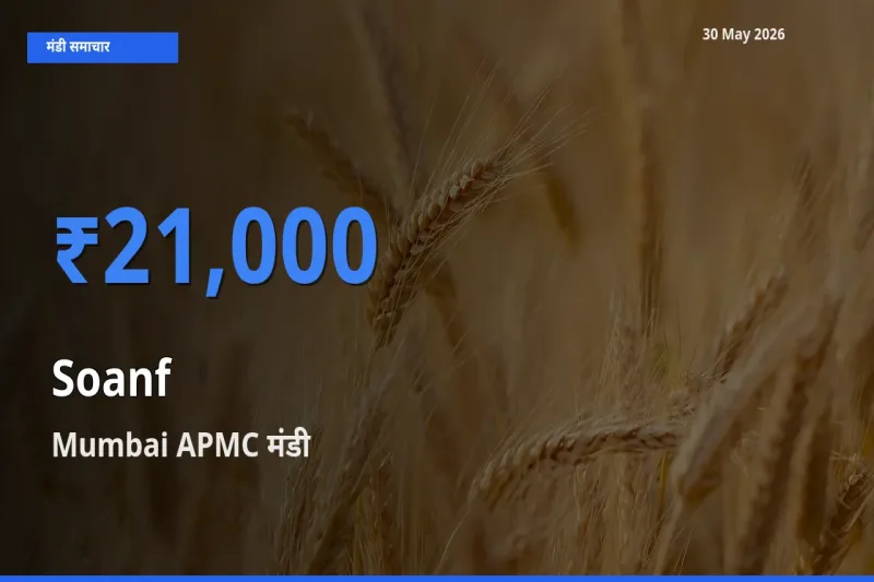 Mumbai APMC में सौंफ का आज सबसे ऊँचा भाव