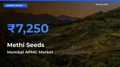 Farmers Prefer Mumbai APMC as Methi Seeds Hits Highest Rate