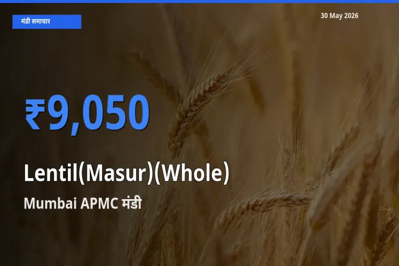 आज मसूर दाल (साबुत) के सबसे ऊँचे दाम ₹9,050 Mumbai APMC मंडी में