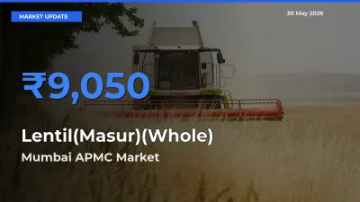 Mumbai APMC Leads as Top Mandi for Lentil(Masur)(Whole) Prices