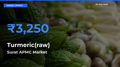 Surat APMC Emerges as Top Mandi for Turmeric(raw) Prices Today