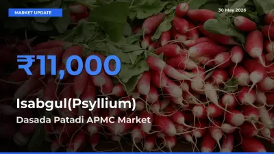 Dasada Patadi APMC Tops Isabgul(Psyllium) Rates – May 30 Market Update