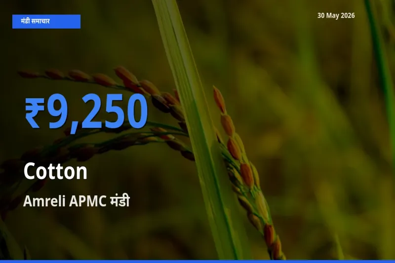 किसानों की पसंद बना Amreli APMC, कपास के सबसे अच्छे दाम