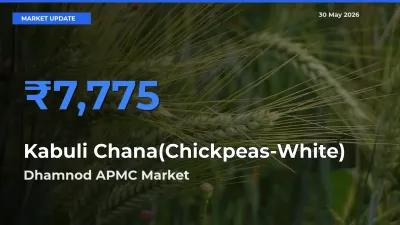 Dhamnod APMC Leads as Top Mandi for Kabuli Chana(Chickpeas-White) Prices