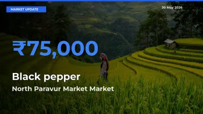 North Paravur Market Tops Black pepper Rates – May 30 Market Update