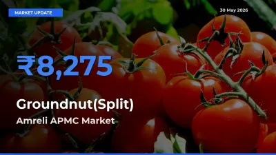 Groundnut(Split) Mandi Rate Today: Amreli APMC Tops the List
