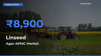 Agar APMC Leads as Top Mandi for Linseed Prices