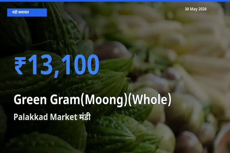 किसानों की पसंद बना Palakkad Market, साबुत मूंग के सबसे अच्छे दाम