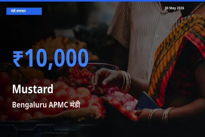Bengaluru APMC मंडी में सरसों ₹10,000 पर पहुँचा – आज का सर्वोच्च भाव