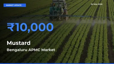 Farmers Prefer Bengaluru APMC as Mustard Hits Highest Rate