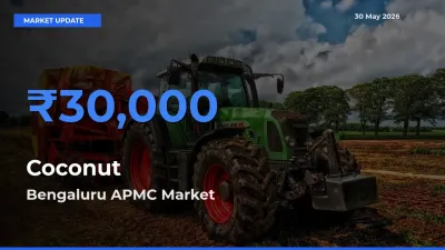 Bengaluru APMC Tops Coconut Rates – May 30 Market Update