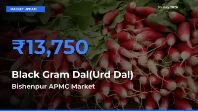 Bishenpur APMC Tops Black Gram Dal(Urd Dal) Rates – May 30 Market Update