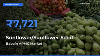 Sunflower/Sunflower Seed Mandi Rate Today: Babain APMC Tops the List