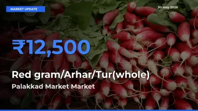 Palakkad Market Offers ₹12,500 – Highest Red gram/Arhar/Tur(whole) Rate Today