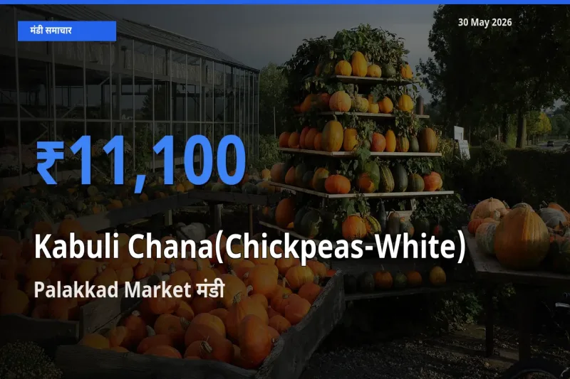 आज का मंडी भाव: काबुली चना के सबसे ज़्यादा दाम Palakkad Market में