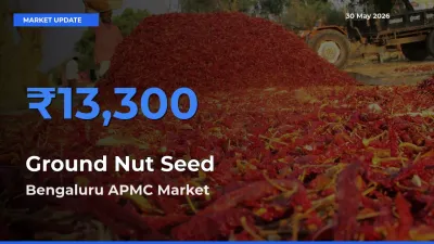 Top Performer! Bengaluru APMC Offers Best Ground Nut Seed Price Today