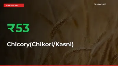 Chicory(Chikori/Kasni) Rises 52.5% at Mandis