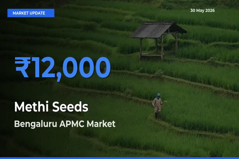 Bengaluru APMC Leads as Top Mandi for Methi Seeds Prices