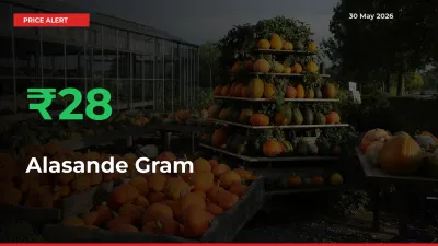 This Mandi Records 27.85% Jump in Alasande Gram Prices