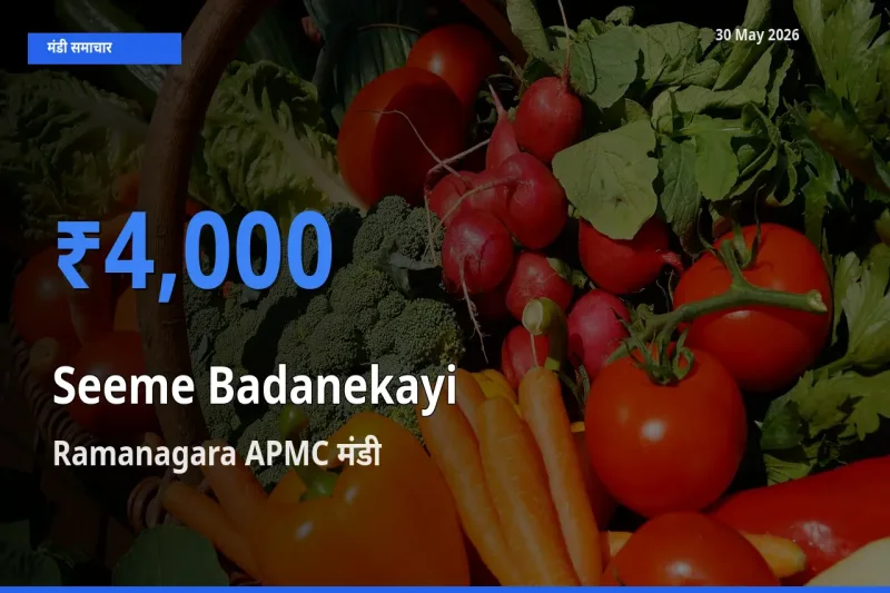 टॉप मंडी बना Ramanagara APMC! सीमेबदनेकाई के सबसे ऊँचे दाम यहीं दर्ज